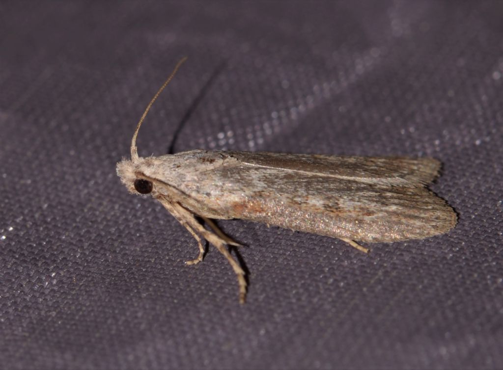 Pyralidae? S, Aphomia zelleri